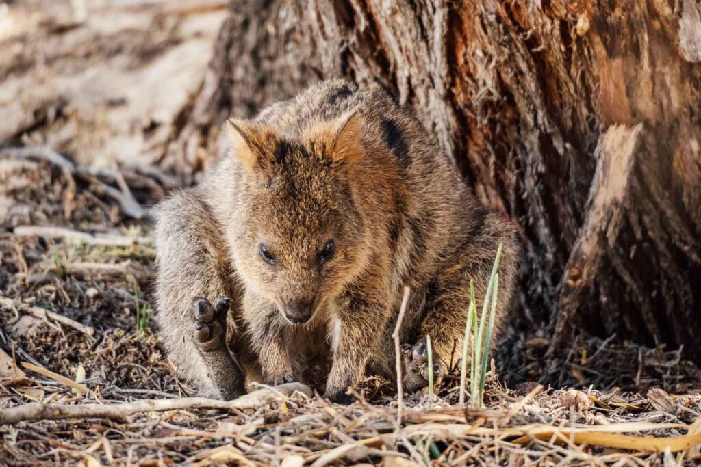 Niedliches Quokka blickt in die Kamera von Auszeit Abenteuer, im Hintergrund ein Baum