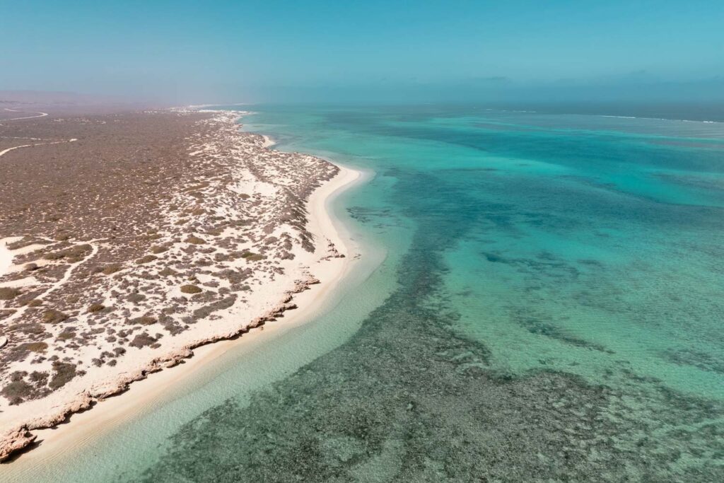 Eine spektakuläre Luftaufnahme des Ningaloo Reefs in Westaustralien. Die Perspektive betont die Weite der Küstenlinie, wo der strahlend weiße Sandstrand direkt in das kristallklare, flachwasserfeste Riff übergeht. Intrikate, dunkle Korallenmuster sind im leuchtend türkisfarbenen Wasser unter einem tiefblauen, wolkenlosen Himmel deutlich zu erkennen.