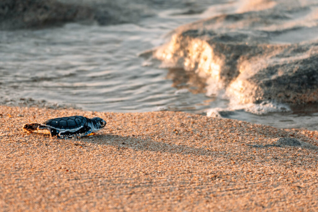 Frisch geschlüpfte Babyschildkröte zur goldenen Stunde auf dem Weg zum Meer im Cape Range Nationalpark, fotografiert von Auszeit Abenteuer.