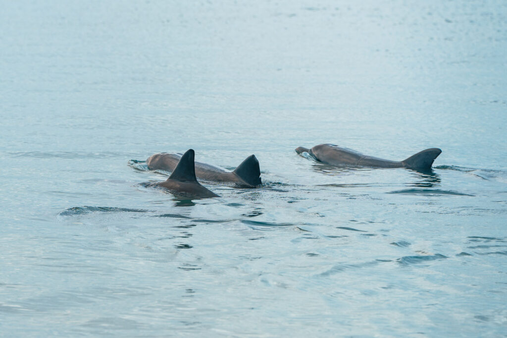 Wilde Delfine am Ufer in Monkey Mia, Auszeit Abenteuer Reiseblog