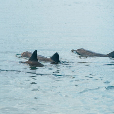 Exmouth Highlights: Natur + Abenteuer Ningaloo Reef an der Westküste Australiens