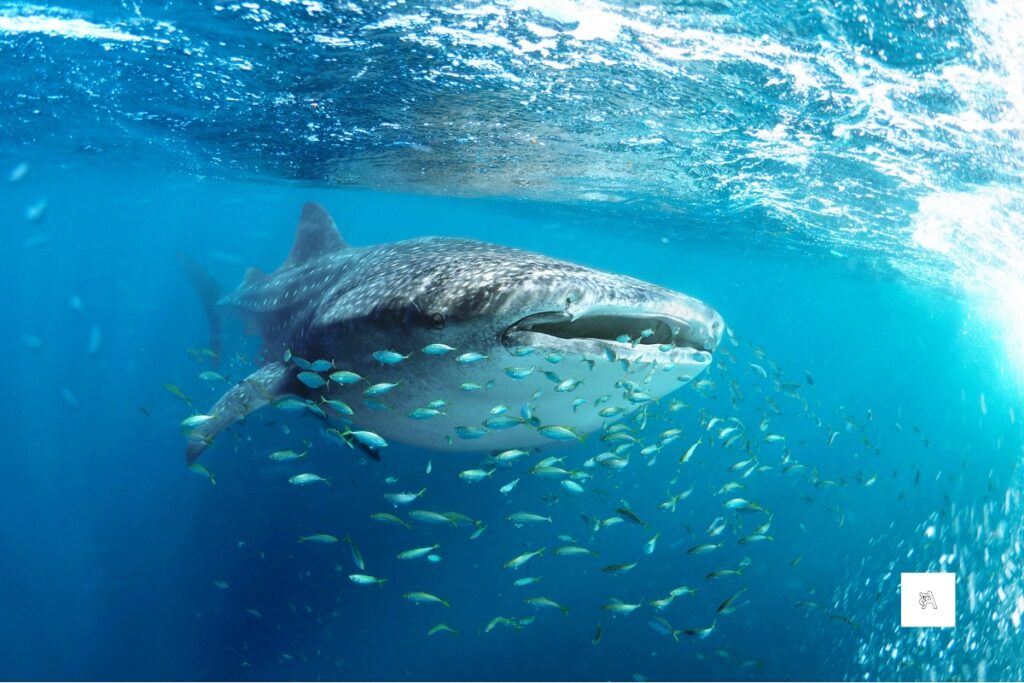 Großer Walhai schwimmt umgeben von einem Schwarm kleiner Fische im glasklaren Wasser am Ningaloo Reef bei Exmouth