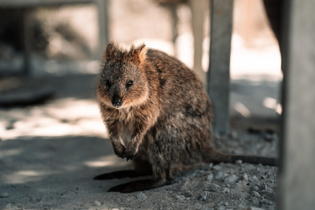 Rottnest Island: Niedlich sind sie ja schon, die Quokkas :)
