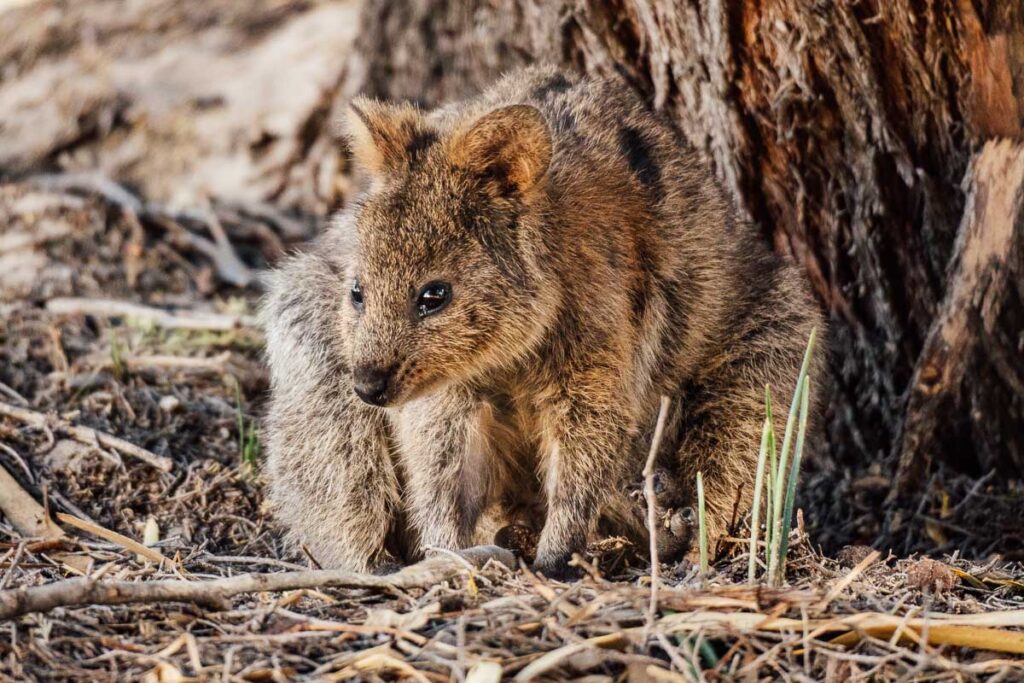 Ein aufmerksames Quokka hockt auf trockenem Boden voller Äste und Zweige direkt an einem rauen Baumstamm.