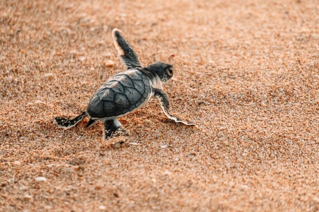 Babyschildkröten auf dem Weg zum Meer