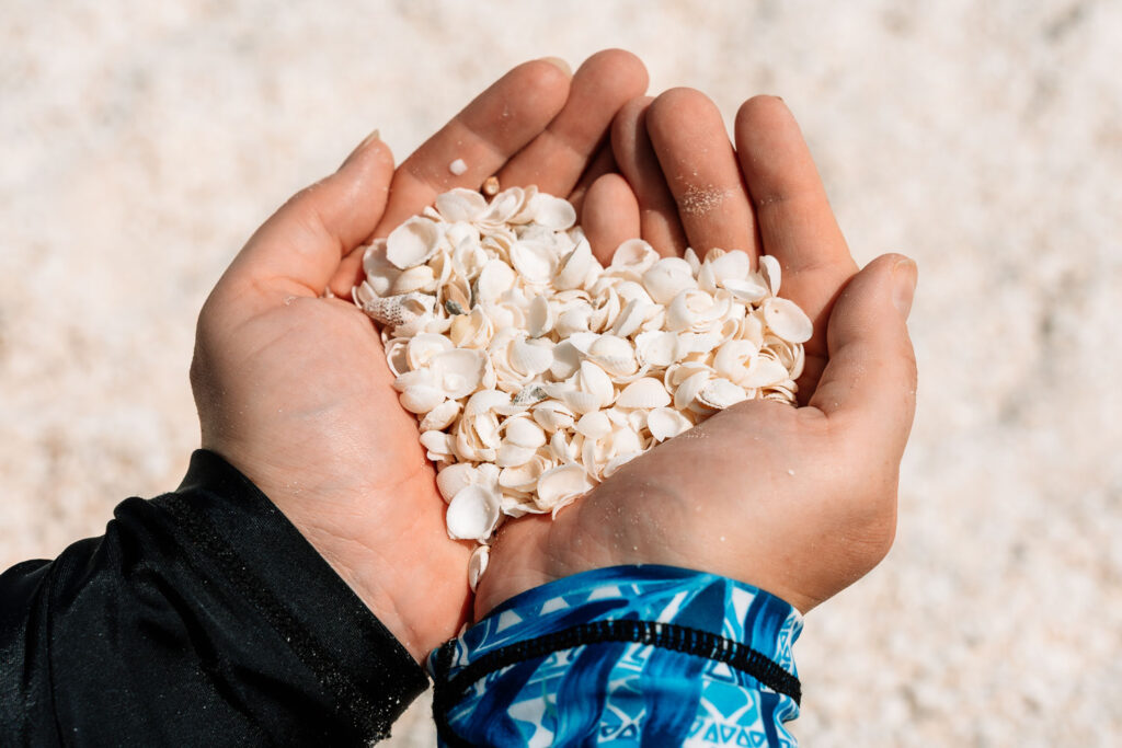 Zwei Hände formen ein Herz voller kleiner, weißer Muscheln am Shell Beach in der Shark Bay, Westaustralien – ein Strand komplett aus Herzmuscheln.
