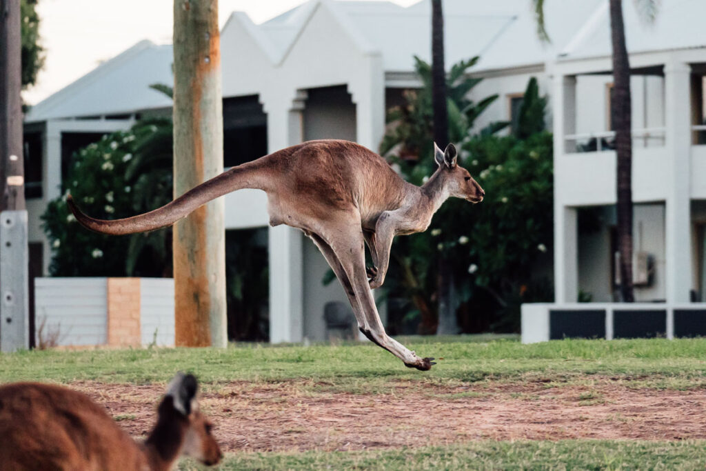 Riesenkänguru im Ort Kalbarri
