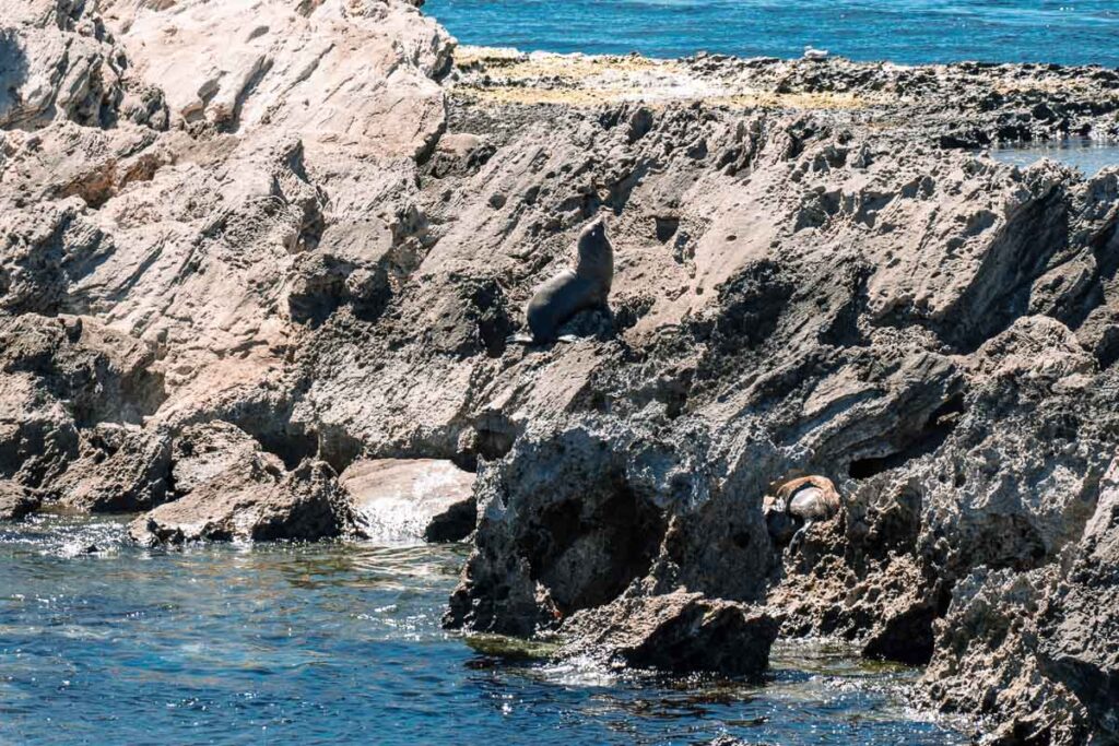Rottnest Island: Cathedral Rocks mit Robbenkolonie