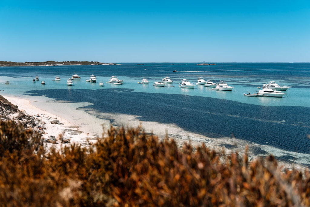 Blick über die Küstenvegetation auf zahlreiche weiße Boote, die im leuchtend türkisfarbenen Wasser am Parker Point auf Rottnest Island ankern.