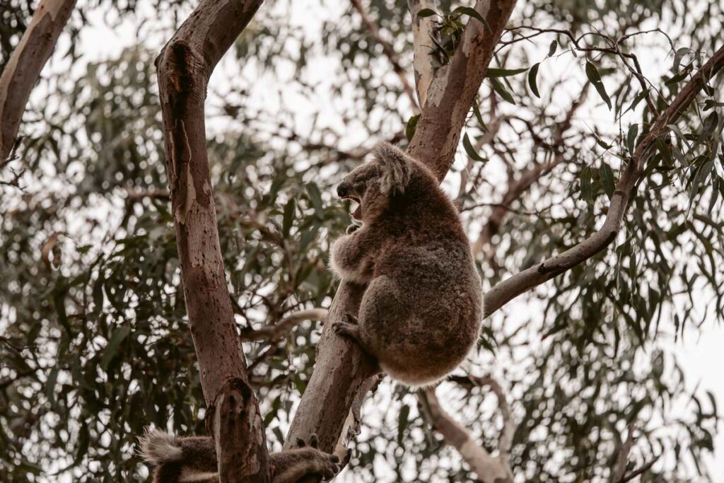 Koala-Weibchen in Eukalyptusbaum auf Raymond Island, Australien.
