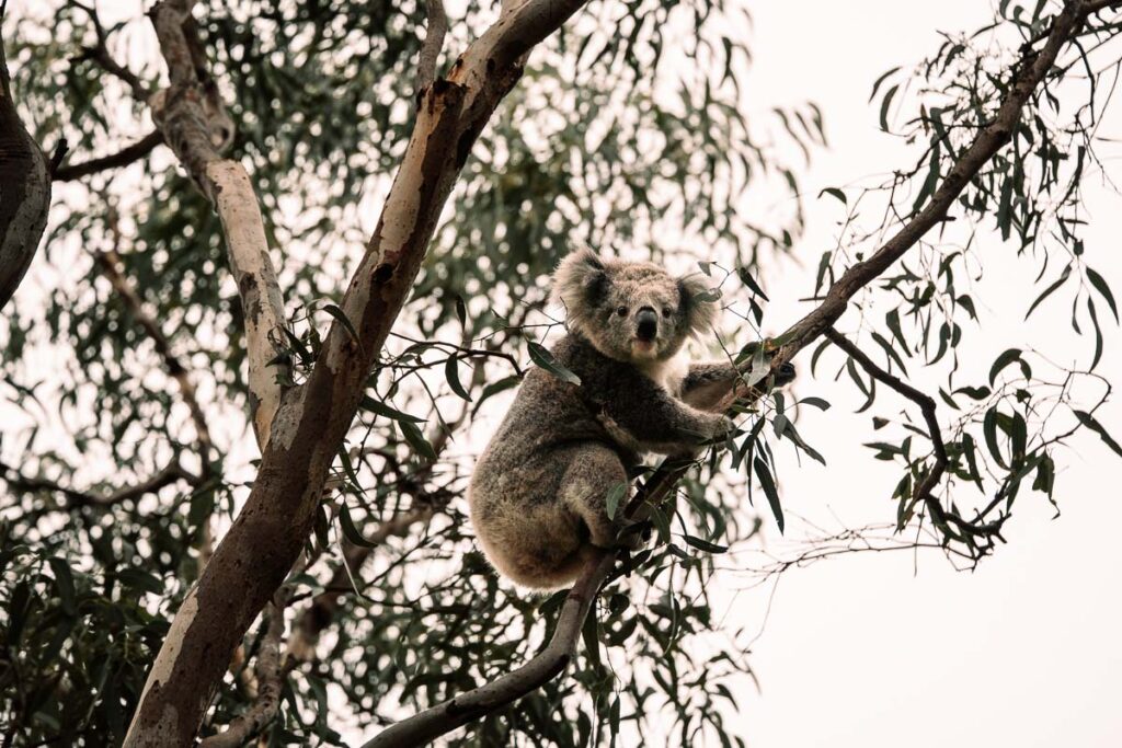 Koala sitzt auf Eukalyptusbaum in Raymond Island Australien und blickt in die Kamera