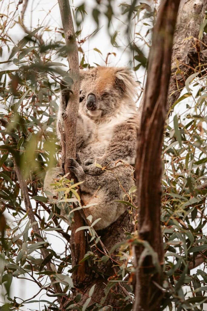 Wilder Koala auf Raymond Island
