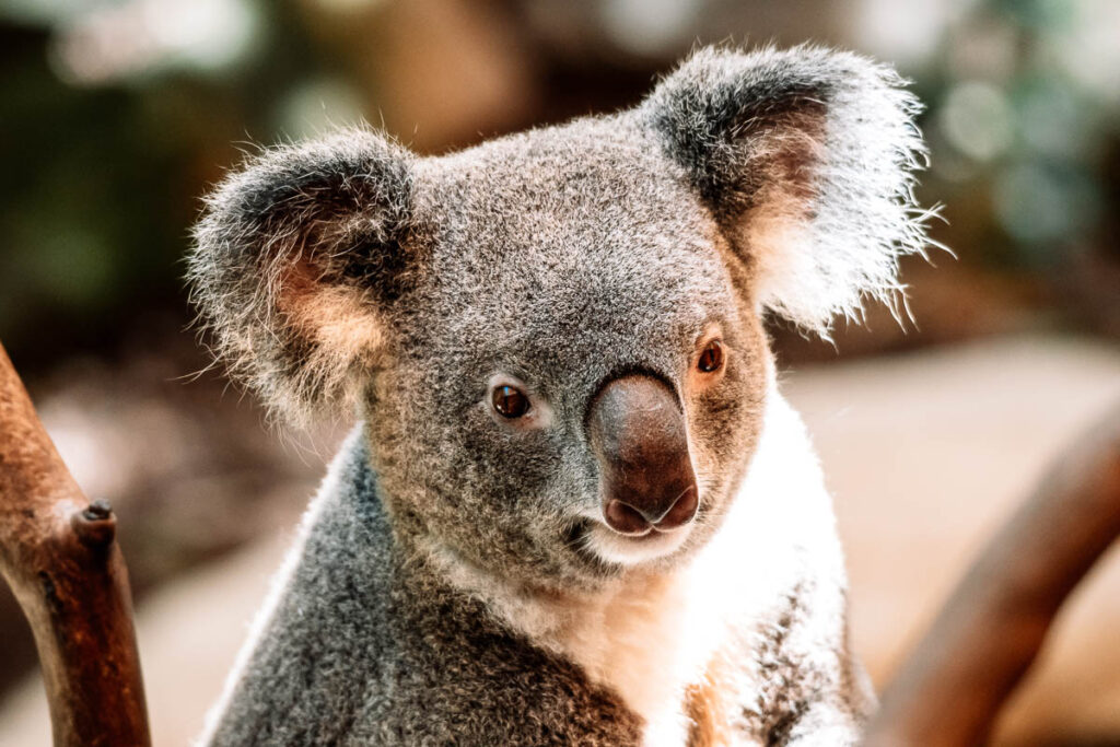 Nahaufnahme eines Koalas auf einem Eukalyptusast im Zoo – Porträt der australischen Beuteltiere für den Auszeit Abenteuer Reiseblog.