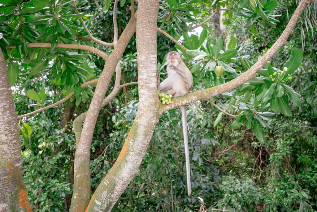 Wilder Affe im Bukit Timah Nature Reserve