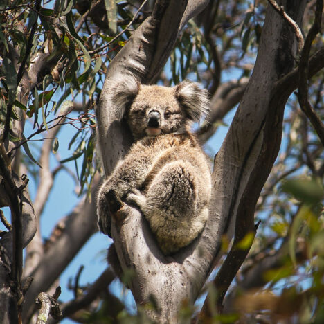 Entdecke den einzigartigen Kakteengarten von Carnarvon – Natur und Nr. 1 Instagram-Hotspot