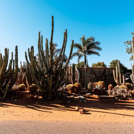 Raymond Island Geheimtipp: Koalas so nah wie nirgendwo sonst in Australien