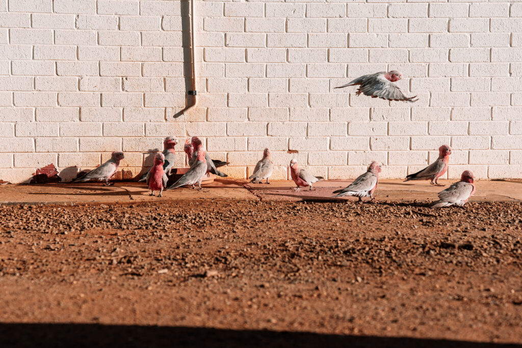 Eine Gruppe Papageien sitzt unter einem tropfenden Wasserhahn am Billabong Roadhouse Westaustralien Roadtrip Auszeit Abenteuer