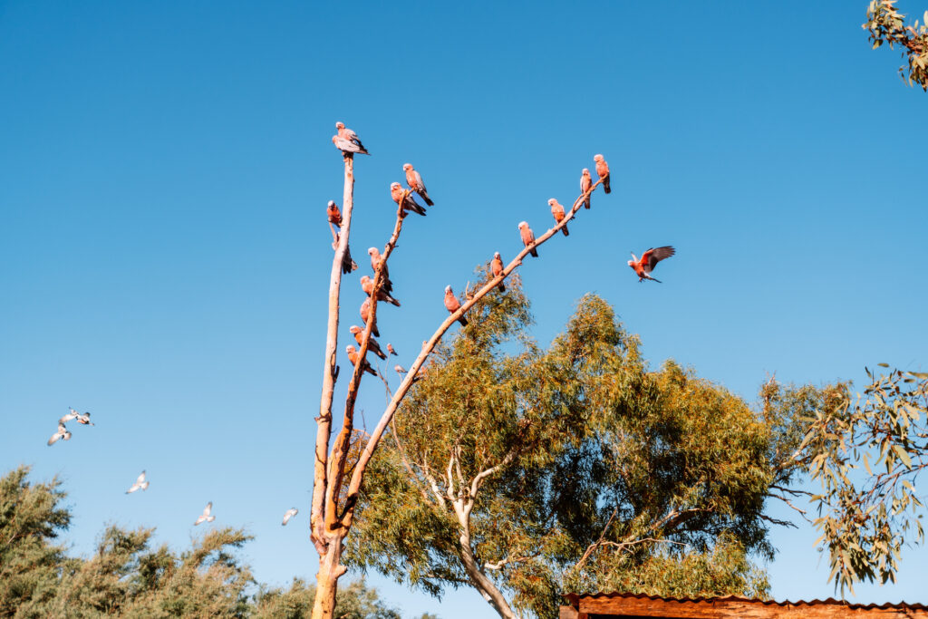 Ein Baum voller Papageien am Billabong Roadhouse Westaustralien, blauer Himmel