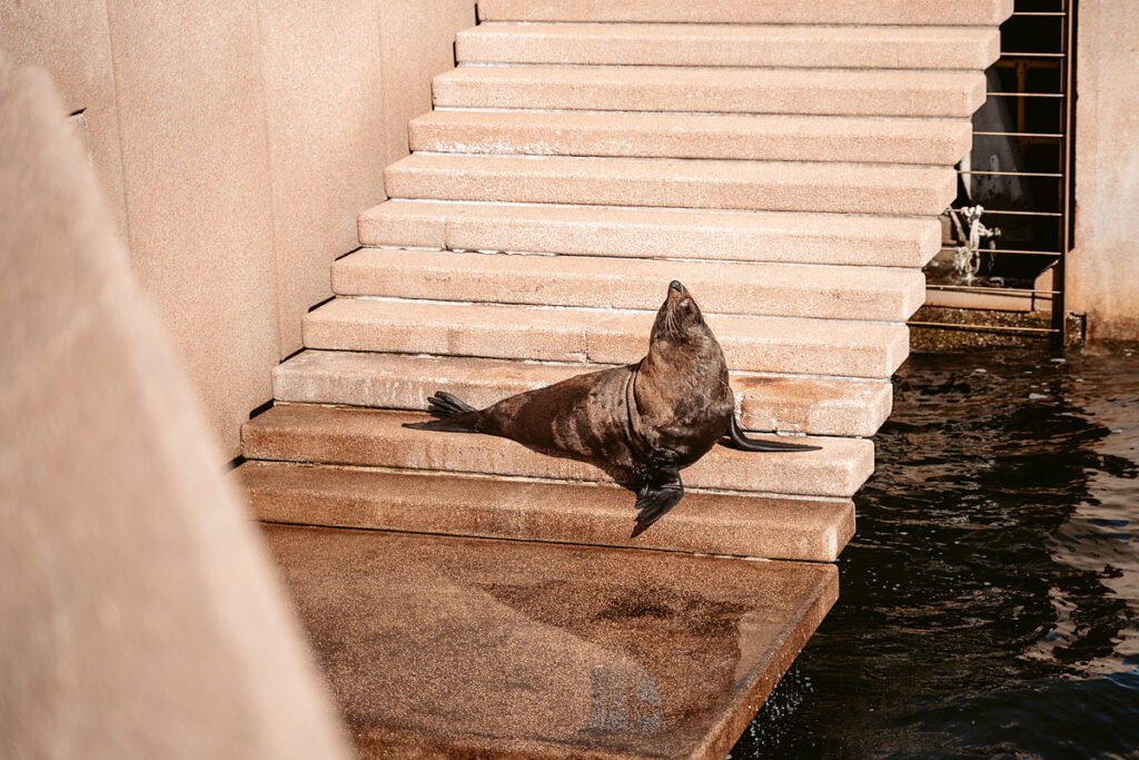Benny die Robbe sonnt sich auf den VIP Steps am Sydney Opera House – ein echter Geheimtipp für Tierbeobachtungen mitten in der Stadt