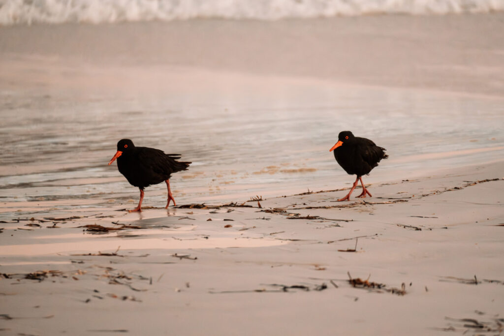Zwei Ruß-Austernfischer (schwarze Vögel mit roten Schnäbeln und Beinen) laufen am Strand von Lucky Bay entlang. Der Hintergrund ist weichgezeichnet, der Fokus liegt auf den Vögeln im flachen Wasser.