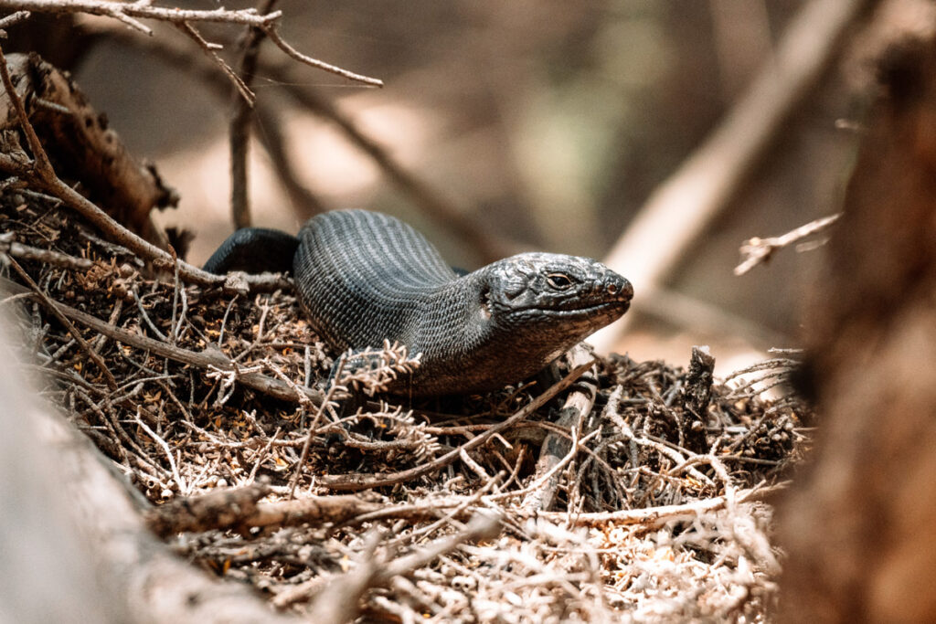 Eine King's Skink Eidechse sonnt sich auf einem Felsen im Cape Naturaliste Nationalpark
