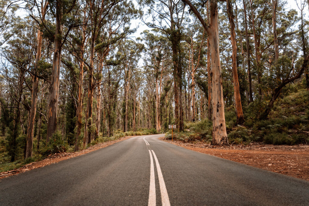 Die malerische Caves Road schlängelt sich durch den Boranup Forest