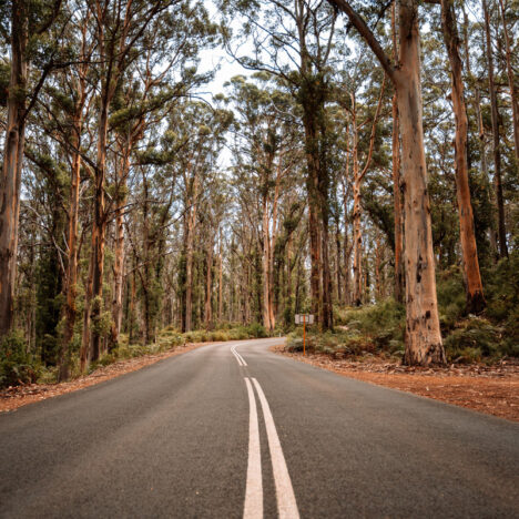 Wombats in Australien: Steckbrief, beste Spots & kuriose Fakten