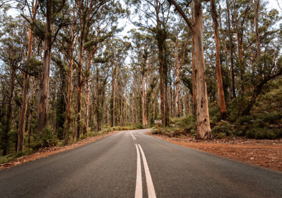 Die malerische Caves Road schlängelt sich durch den Boranup Forest
