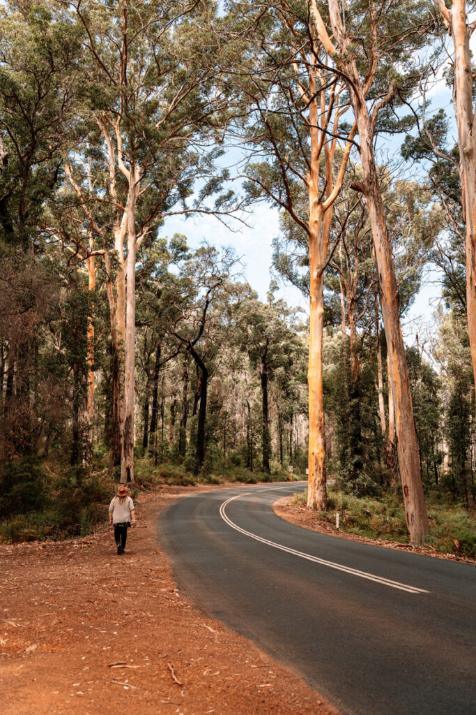 Daniela von Auszeit Abenteuer spaziert an den gigantischen Karri Bäumen vorbei