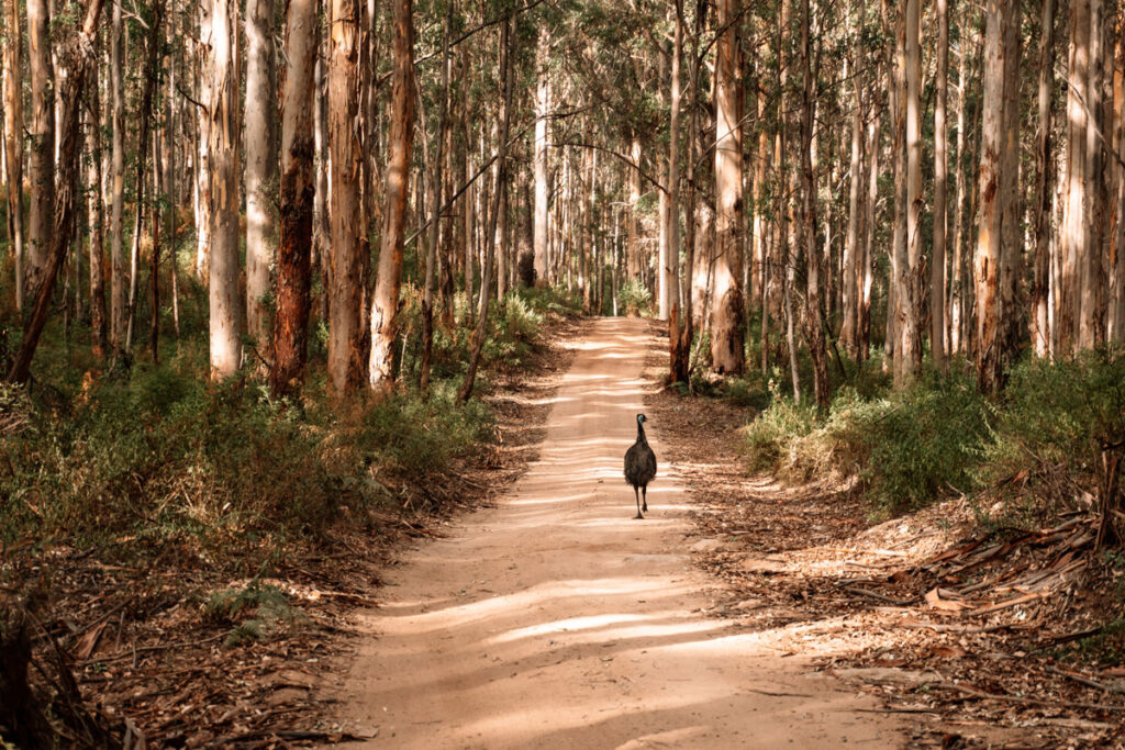 Emu zwischen den riesigen Karri-Bäumen im Boranup Forest