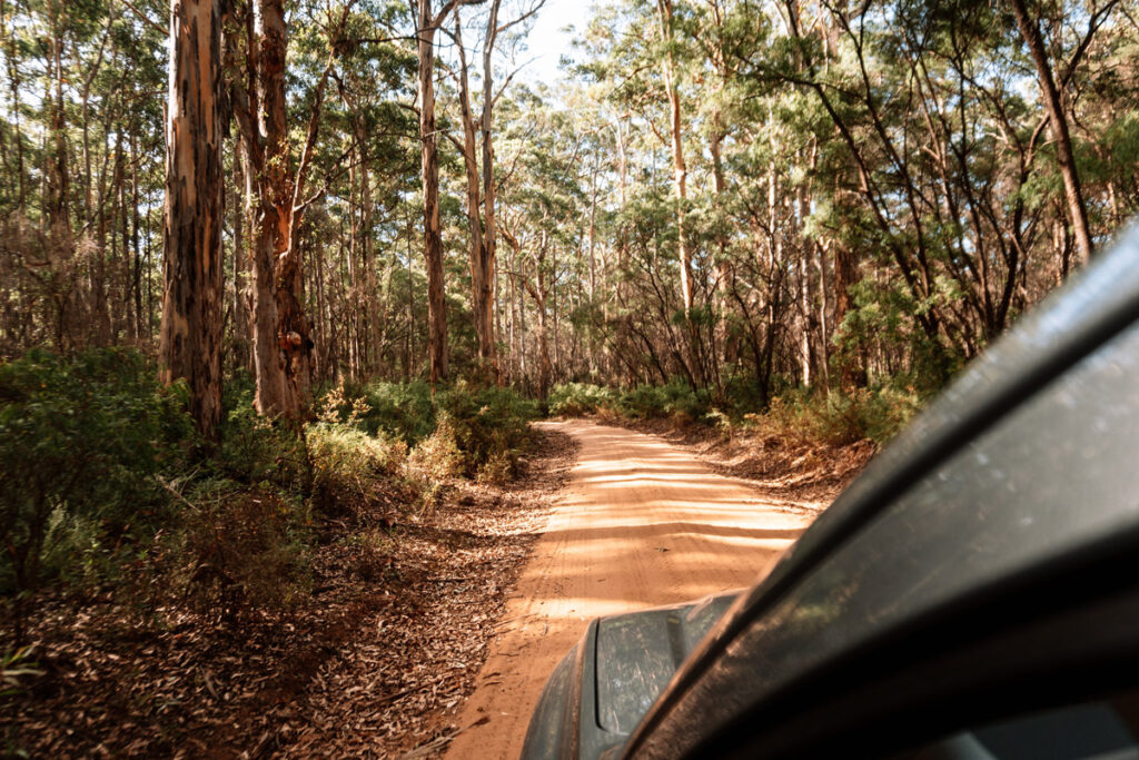 Offroad-Piste durch den gigantischen Boranup Karri Forest