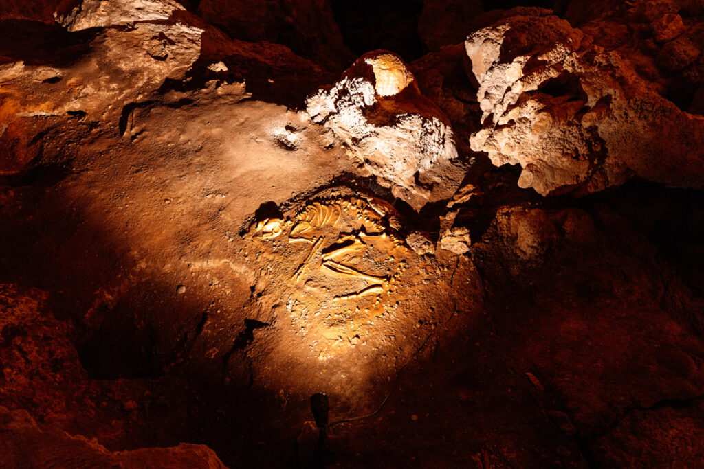 Skelettiertes Tier in der Mammoth Cave in der Margaret River Region