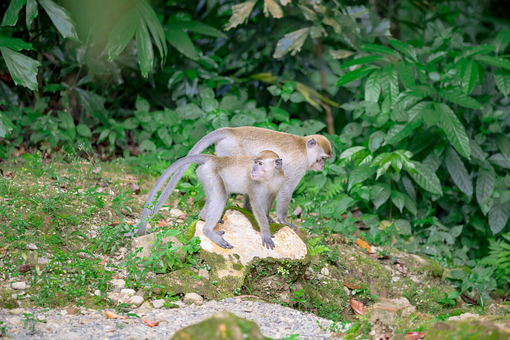 Zwei Langschwanzmakaken stehen entspannt am Waldrand während Orang-Utan-Trekking in Bukit Lawang Sumatra