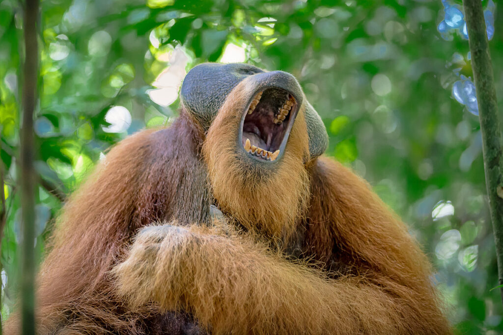 Beeindruckendes Orang-Utan Männchen gähnt mit weit aufgerissenem Mund im Regenwald Bukit Lawang