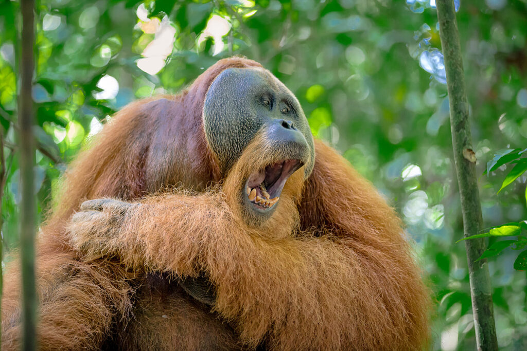 Großes Orang-Utan Männchen sitzt entspannt im Dschungel Gunung Leuser Nationalpark Bukit Lawang Sumatra