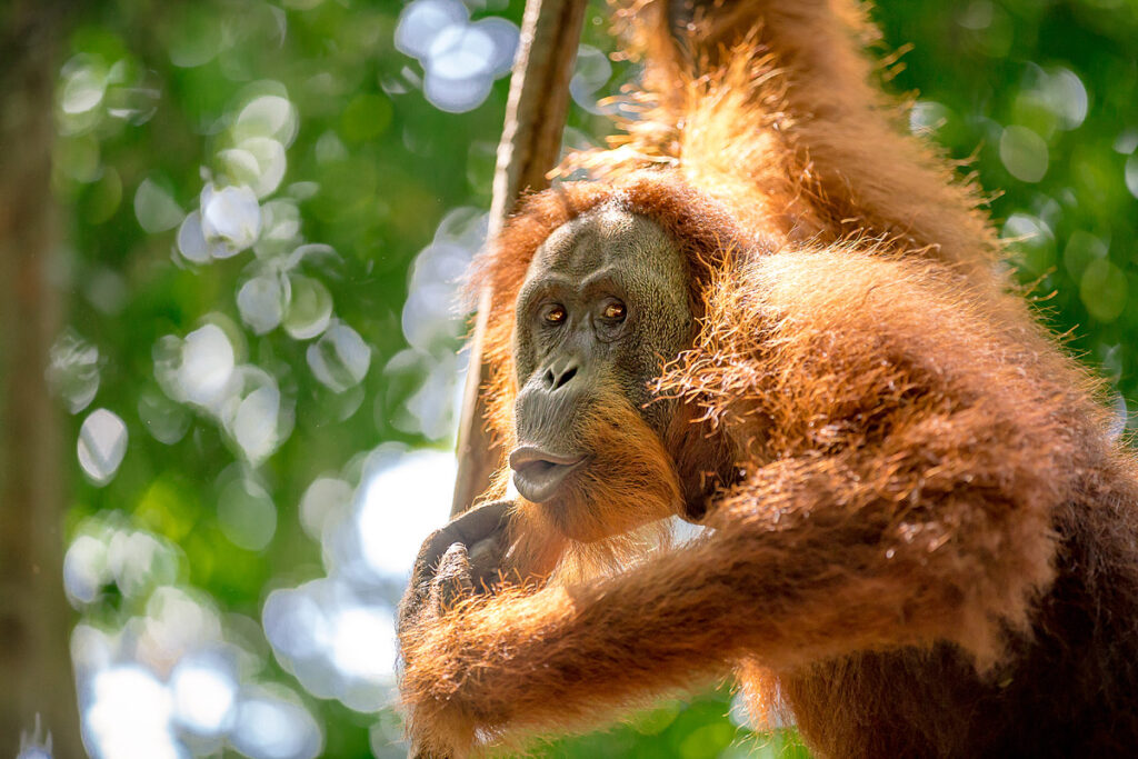 Orang-Utan formt lustigen Kussmund aus dem Regenwald-Dach Bukit Lawang Dschungel-Trekking Sumatra