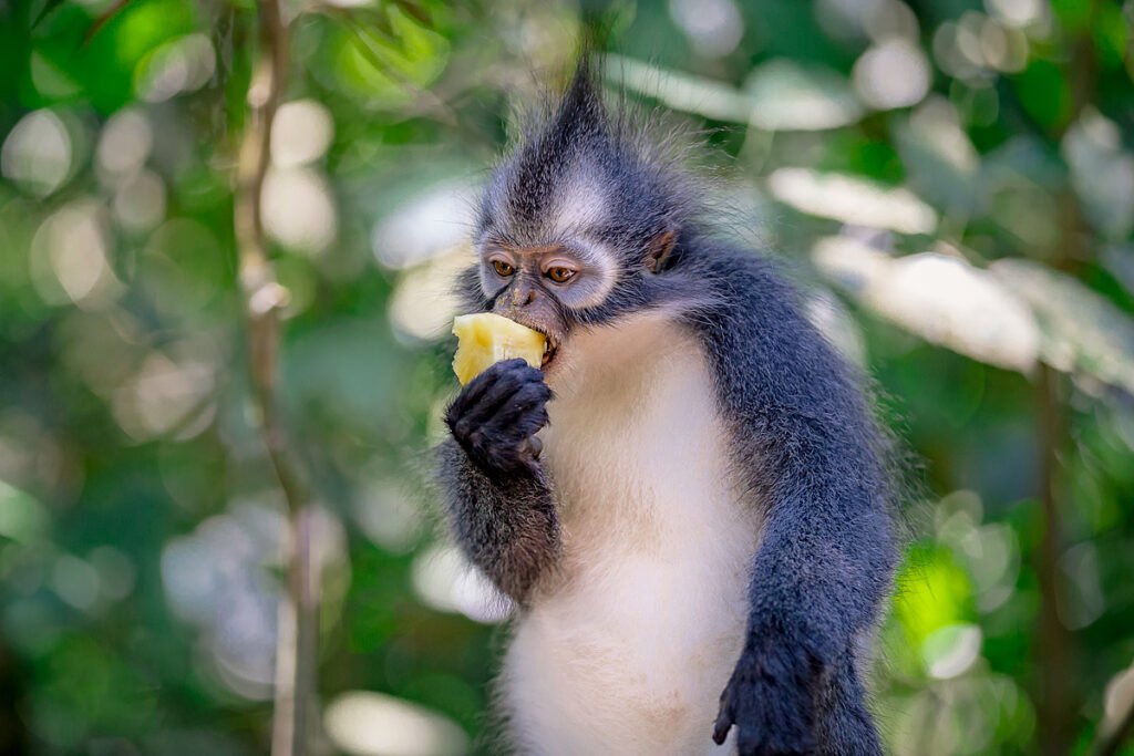 Thomas-Langur (Thomas Leaf Monkey) frisst Ananasstück im Gunung Leuser Nationalpark Bukit Lawang Sumatra