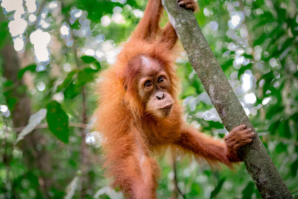 Junges Orang-Utan Baby mit neugierigem Blick im Gunung Leuser Nationalpark Bukit Lawang Sumatra