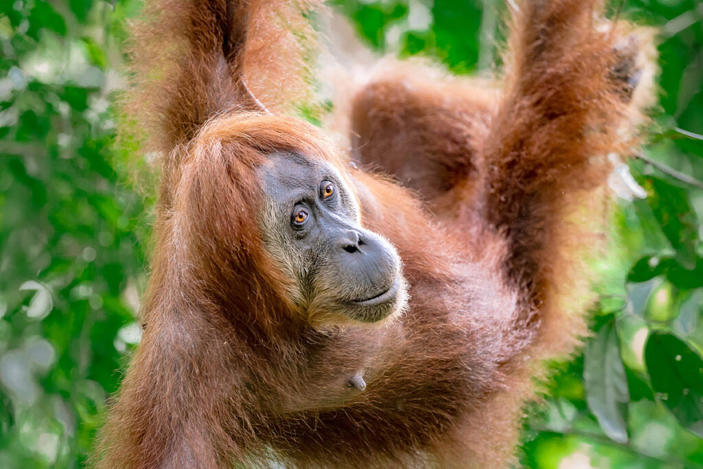 Wilde Orang-Utan Mutter in den Baumkronen des Gunung Leuser Nationalparks bei Bukit Lawang Sumatra