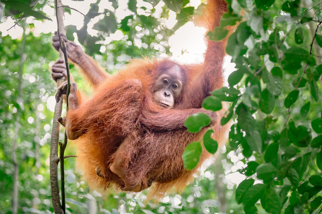 Orang-Utan Mutter mit Baby eng umschlungen im Regenwald von Bukit Lawang Gunung Leuser Nationalpark Sumatra