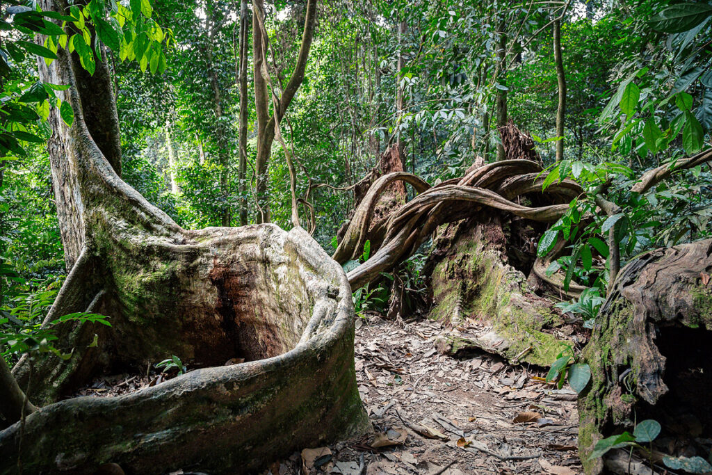 Uralte Baumriesen mit gewaltigen Wurzeln im Regenwald Bukit Lawang Sumatra während Orang-Utan-Trekking Gunung Leuser Nationalpark