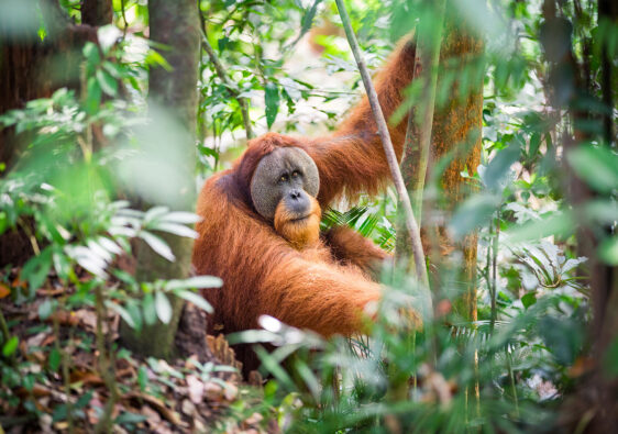 Riesiges Orang Utan Männchen sitzt im Gunung Leuser Nationalpark und blickt in die Kamera von Auszeit Abenteuer Dschungeltrekking in Sumatra