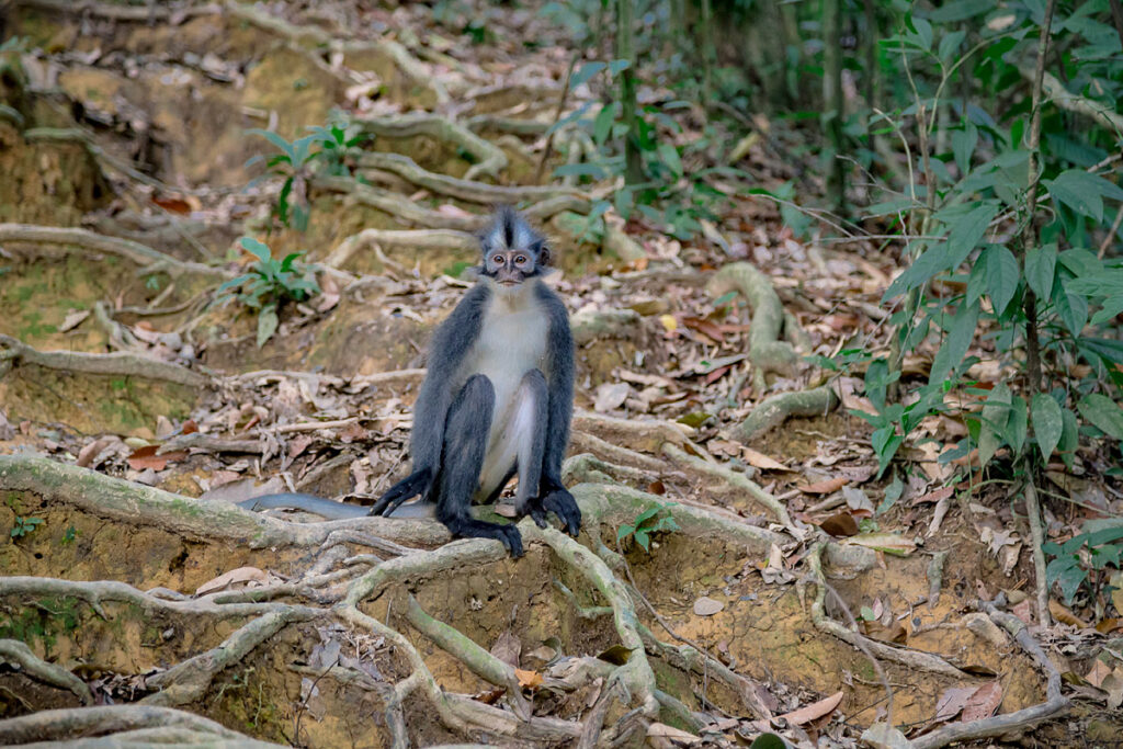 Endemischer Thomas-Langur (Thomas Leaf Monkey) sitzt auf dem Waldboden im Regenwald Bukit Lawang Gunung Leuser Nationalpark Sumatra