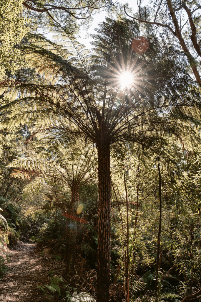 Hoher Baumfarn im Lilly Pilly Gully, Wilsons Promontory Nationalpark, Australien. Sonnenlicht bricht durch die dichten Farnwedel.