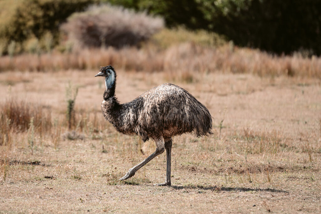 Nahaufnahme eines stolzierenden Emus auf dem Prom Wildlife Walk im Wilsons Promontory Nationalpark, Australien; ein Bein ist charakteristisch hoch erhoben.