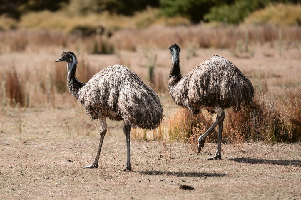 Zwei ausgewachsene Emus stolzieren durch das trockene Grasland auf dem Prom Wildlife Walk im Wilsons Promontory Nationalpark, Victoria.