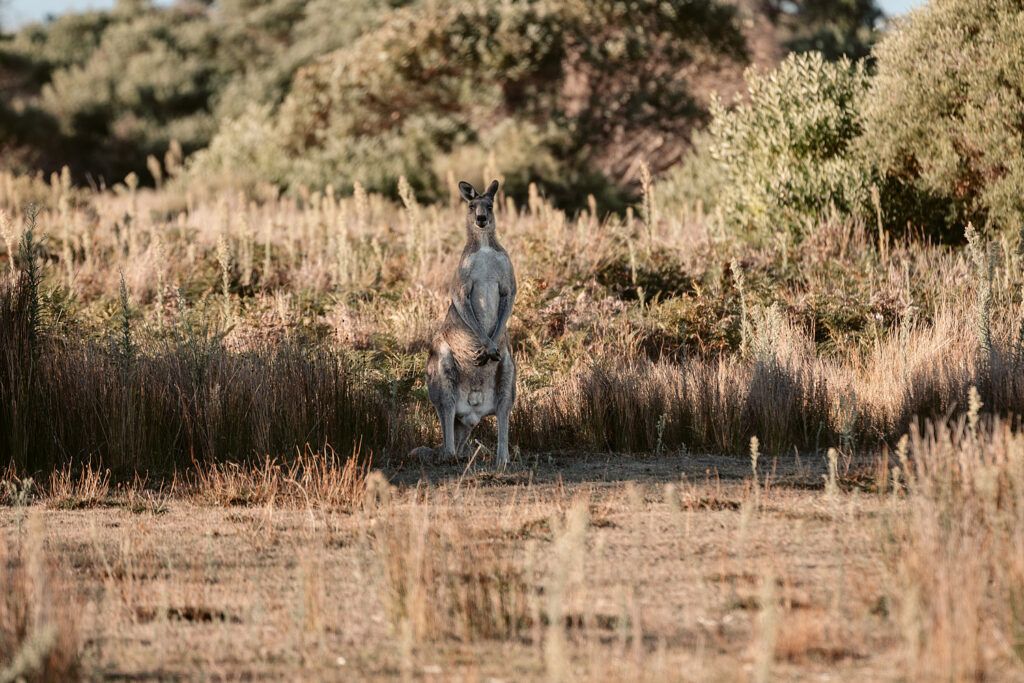 Ein Graues Riesenkänguru steht im Buschland im Wilsons Promontory Nationalpark in Australien und blickt in die Kamera
