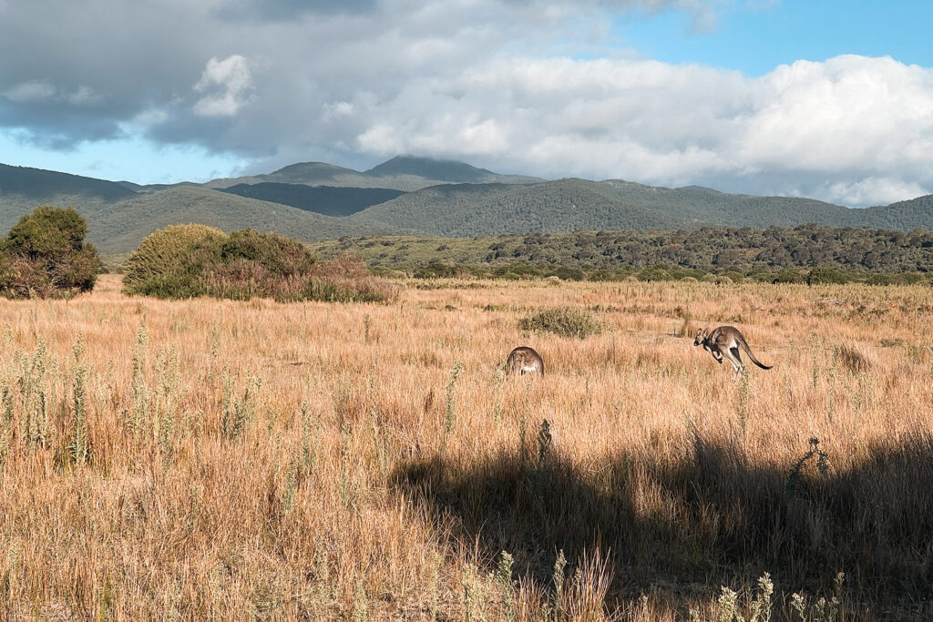 Graue Riesenkängurus grasen friedlich auf der weiten Wiese beim Prom Wildlife Walk im Wilsons Promontory Nationalpark.