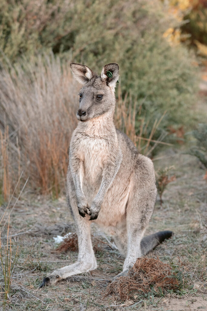 Nahaufnahme eines sitzenden Kängurus am Wegesrand im Wilsons Promontory Nationalpark in Australien.