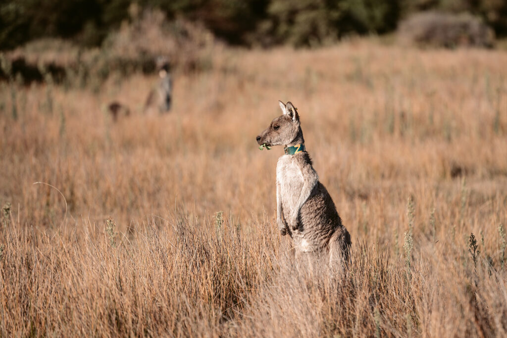 känguru im wilsons promontory nationalpark mit halsband, forschungsprojekt victoria